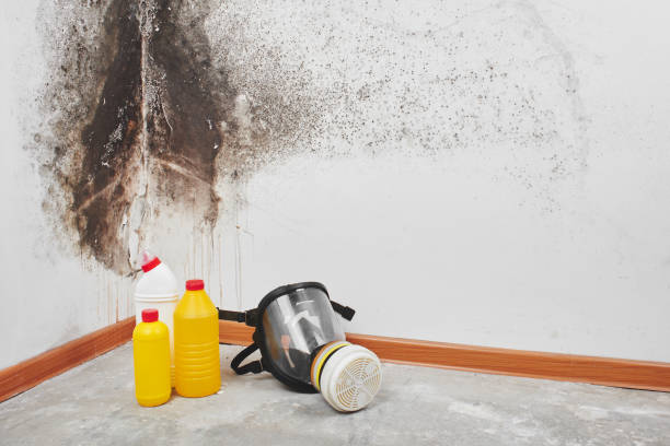 Best Basement Mold Remediation in Cresskill, NJ