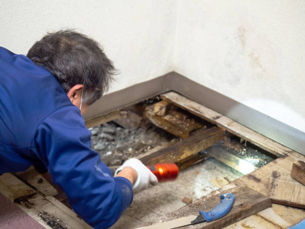 Best DIY Mold Remediation Support Services in Cresskill, NJ