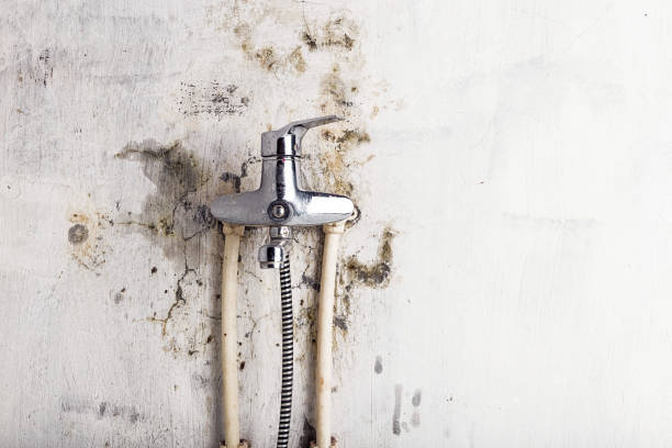 Best Health and Safety Mold Remediation in Cresskill, NJ