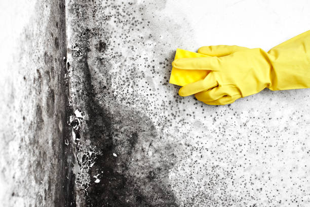 Best Mold Testing and Inspection Services in Cresskill, NJ