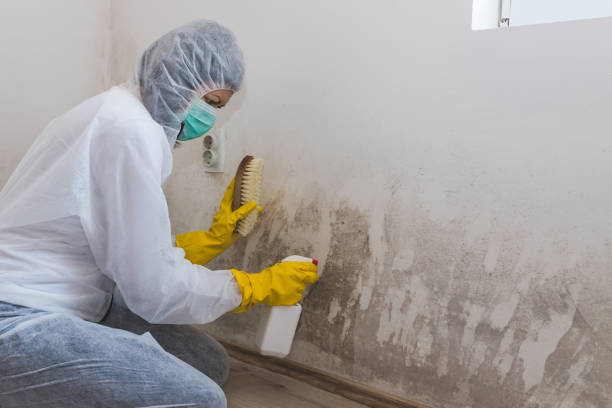 Best Black Mold Remediation in Cresskill, NJ