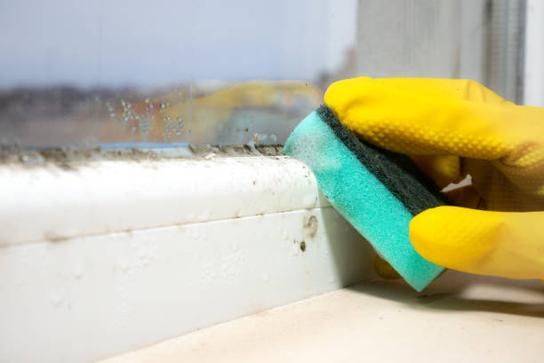 Best Residential Mold Remediation in Cresskill, NJ