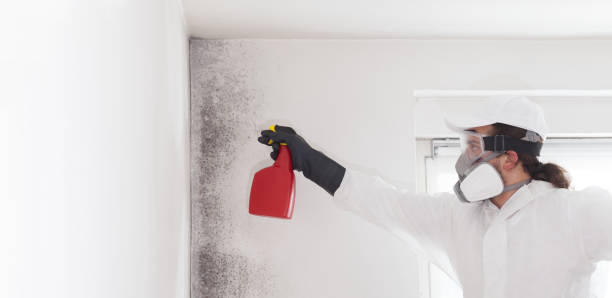 Best Emergency Mold Remediation in Cresskill, NJ