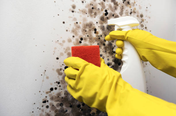 Best Commercial Mold Remediation in Cresskill, NJ