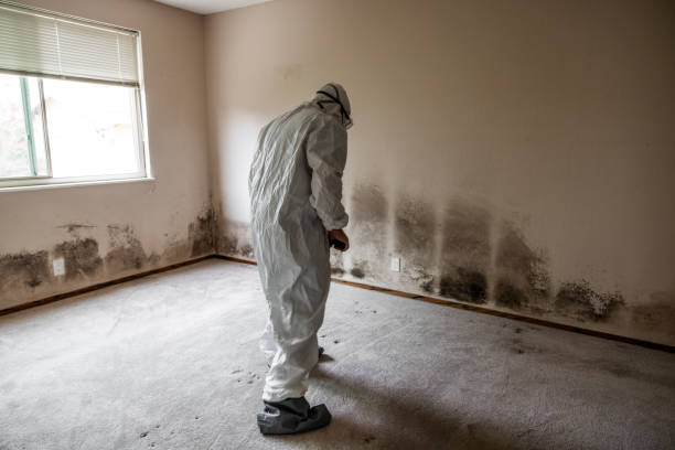 Best Kitchen Mold Remediation in Cresskill, NJ