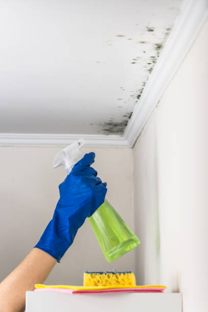 Best HVAC Mold Remediation in Cresskill, NJ